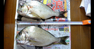 中紀・煙樹ヶ浜で釣られたヘダイ