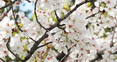 桜